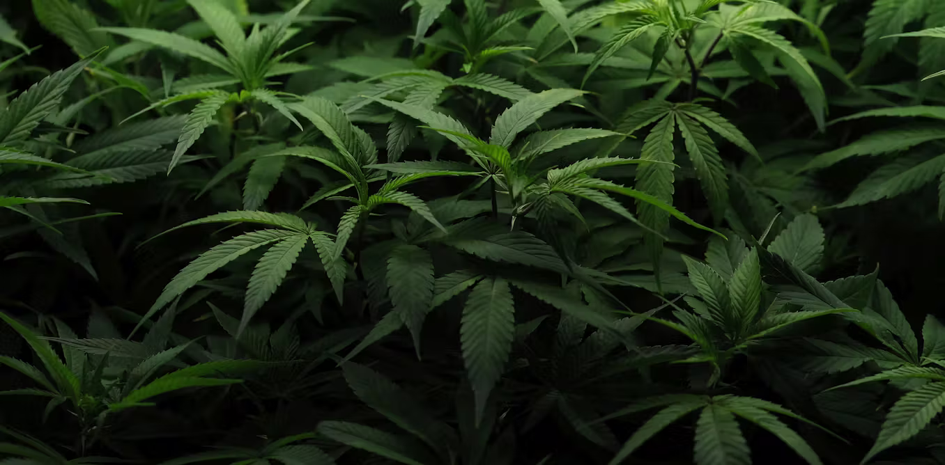 Why the future of marijuana legalization remains hazy despite high public support