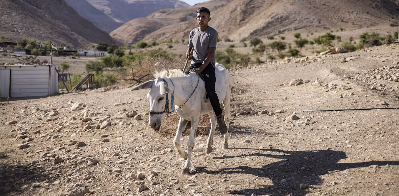 Donkeys are a symbol of endurance for Palestinians – they are also a target of settler violence and care