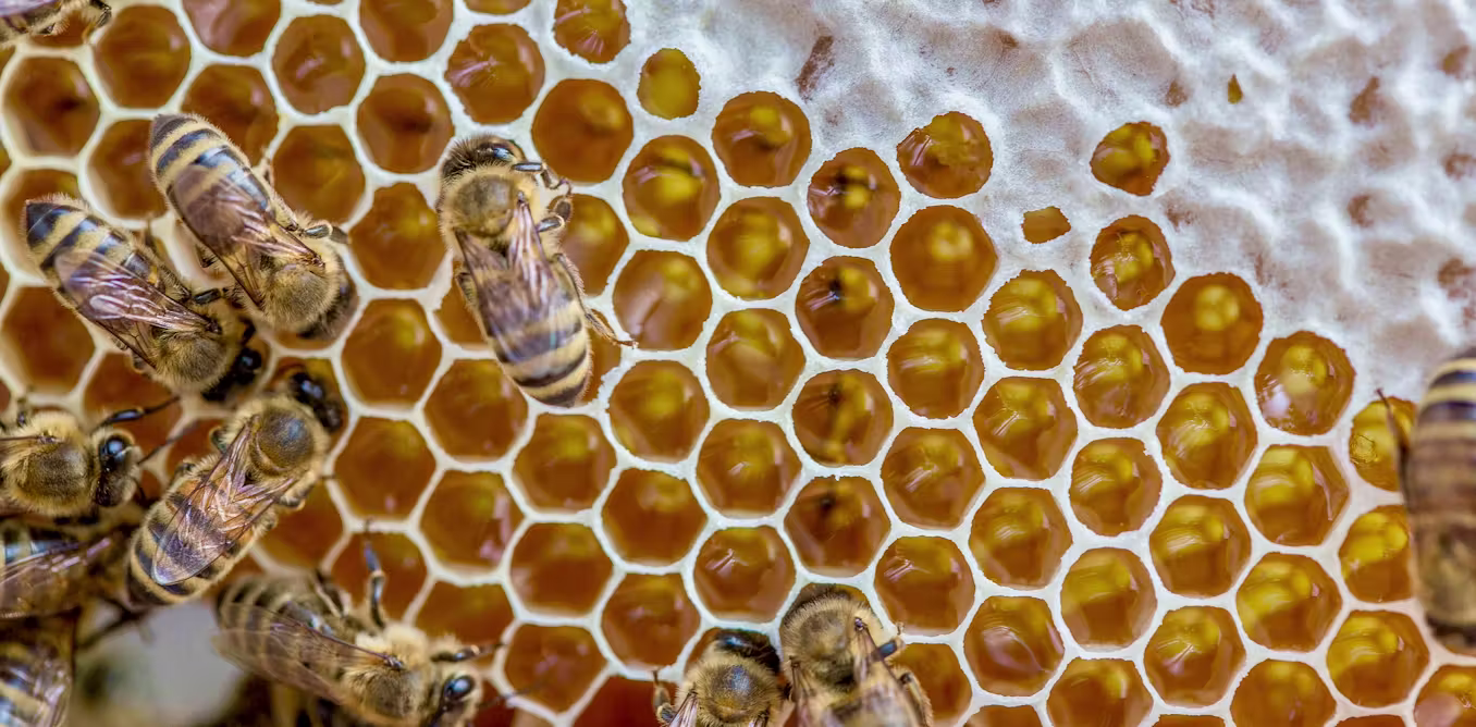 Shutting down federal bee labs threatens bees, beekeepers and the US food system