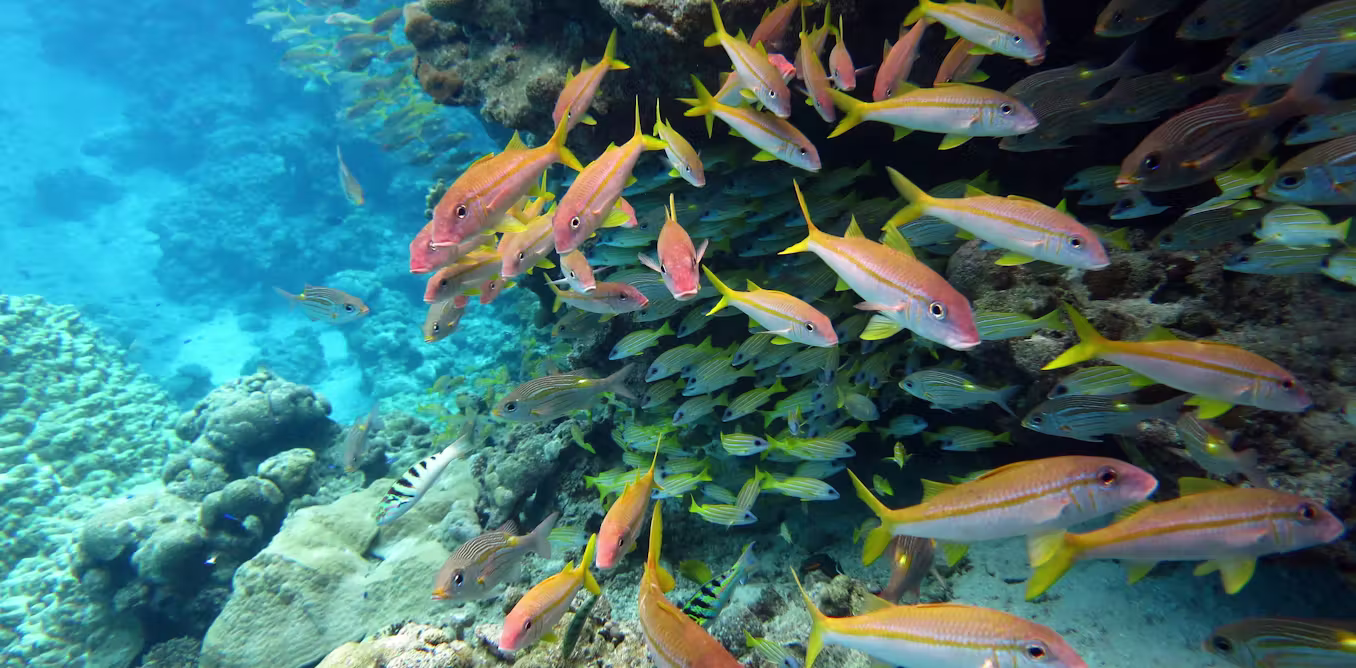 The world agreed to protect 30% of the ocean by 2030 – but marine protection can’t be judged by area alone