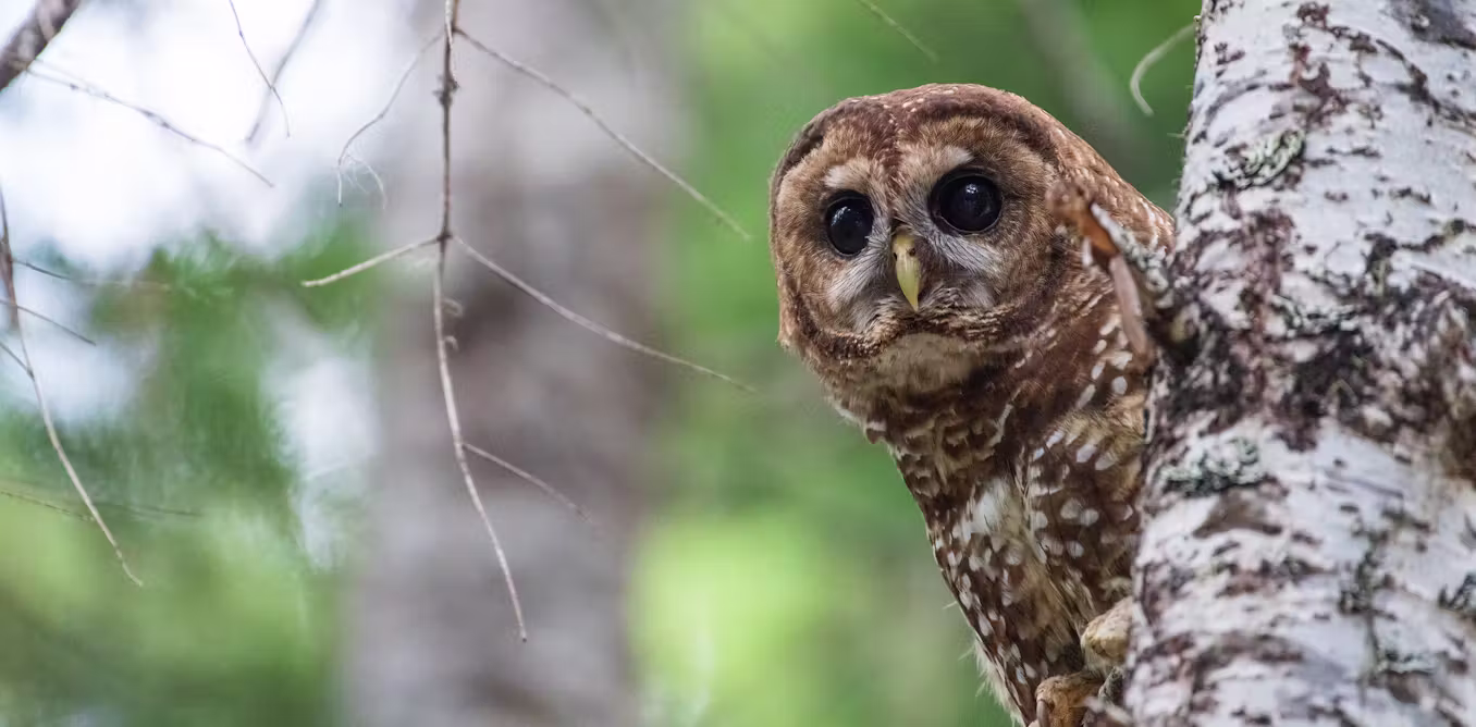 How redefining one word strips the Endangered Species Act’s ability to protect vital habitat