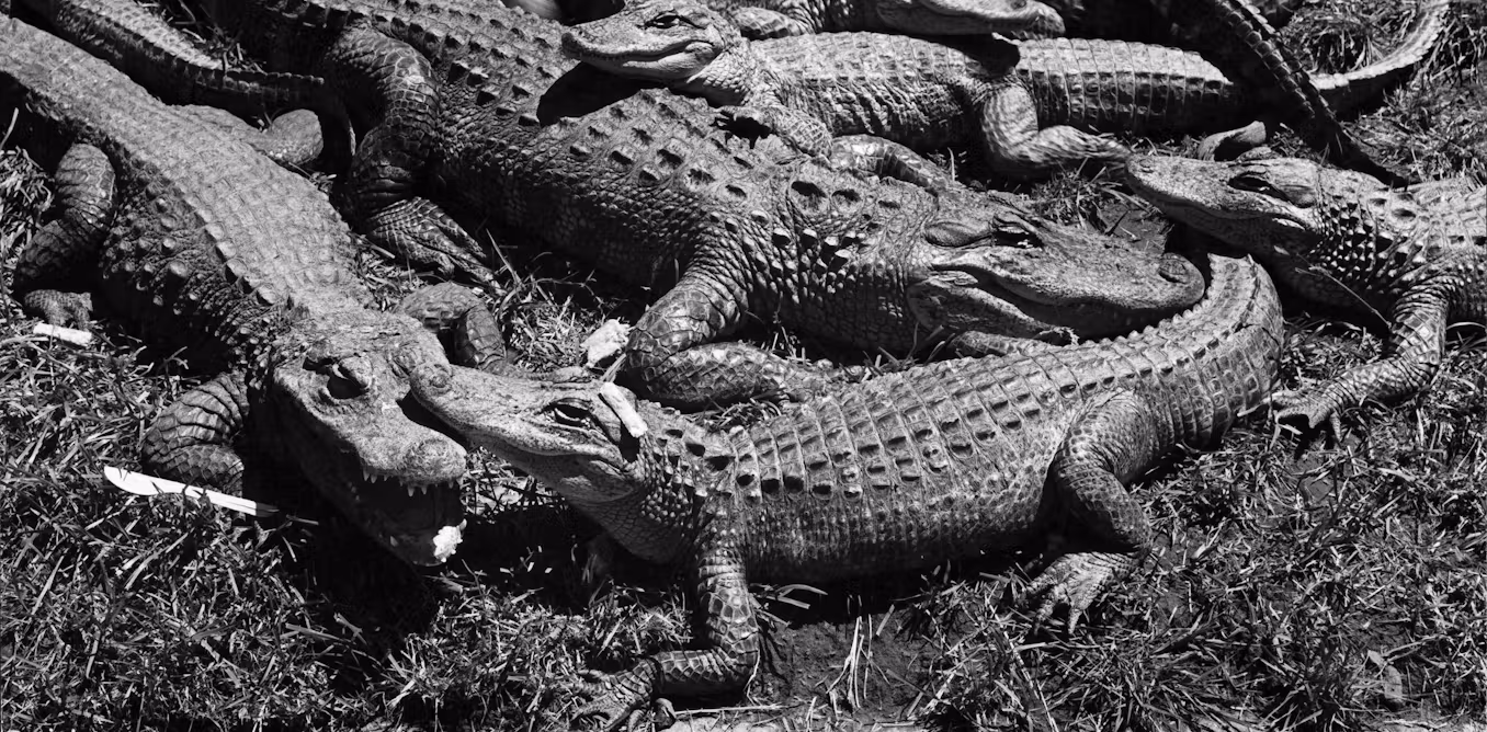 The forgotten racial history of Alligator Alcatraz