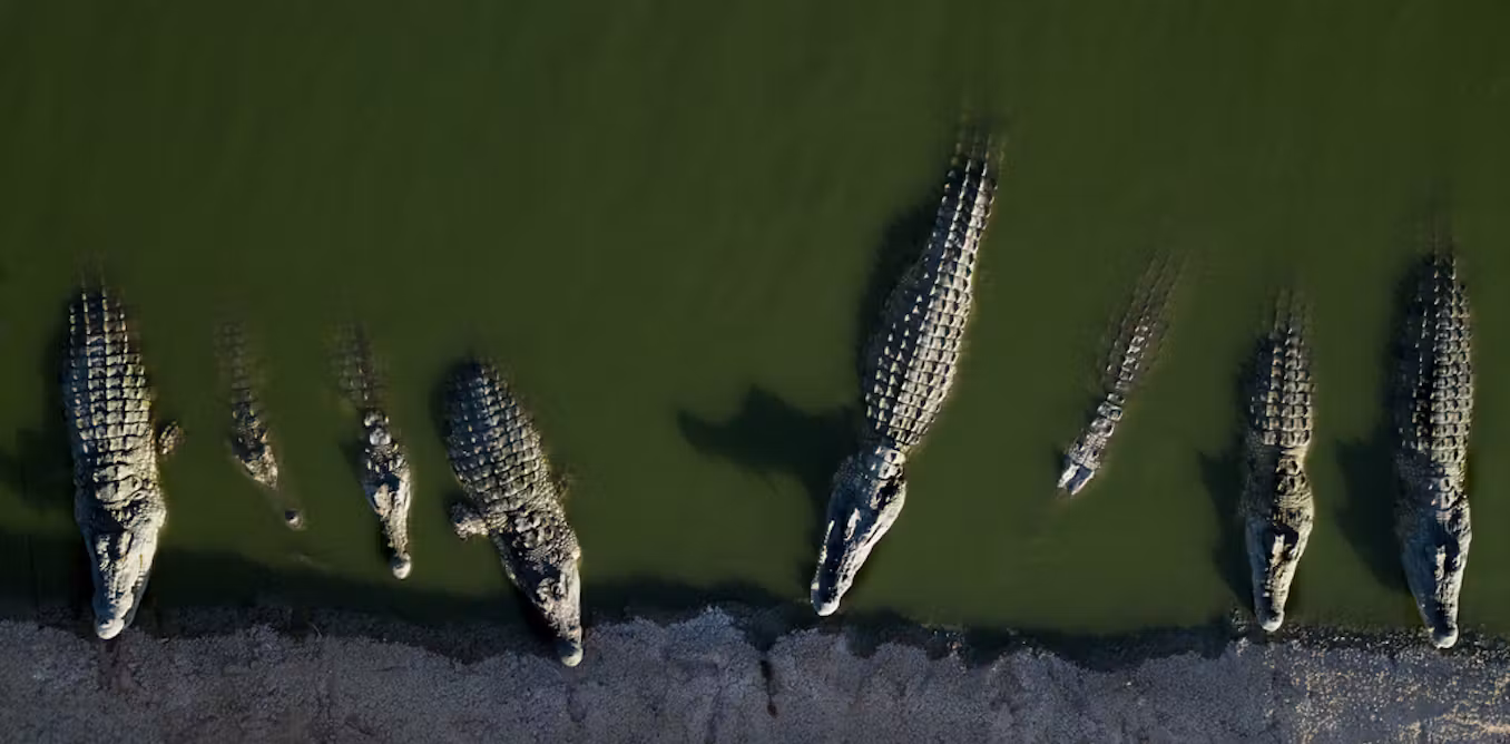 Crocodiles as prison guards: Israeli moat plan dehumanizes Palestinian prisoners