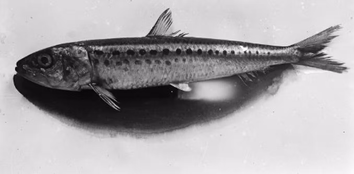 How Imperial Japan turned to the sardine to help build a war machine